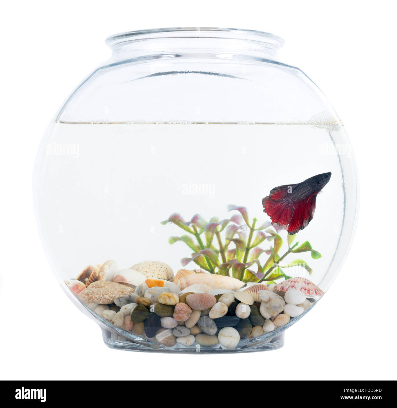Siamese fighting fish in fish bowl isolated over white background Stock  Photo - Alamy