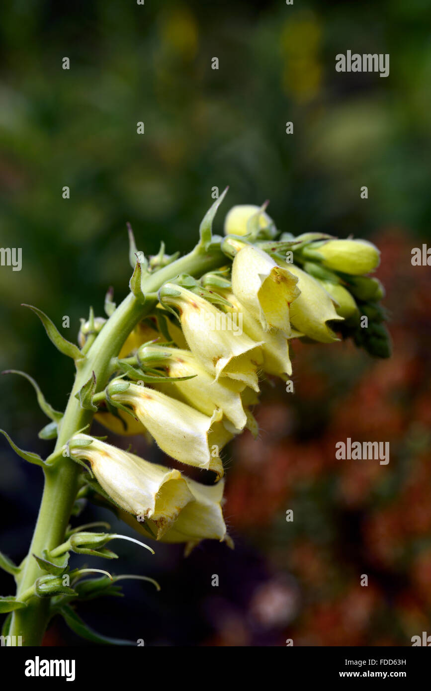 digitalis ambigua syn grandiflora foxglove foxgloves yellow flower flowers flowering perennial perennials RM Floral Stock Photo