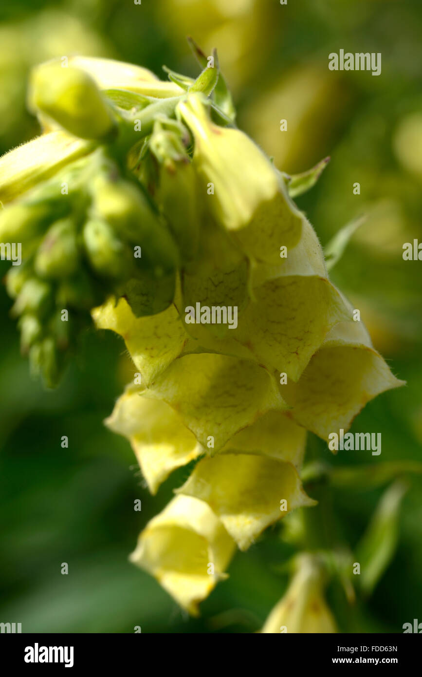 digitalis ambigua syn grandiflora foxglove foxgloves yellow flower