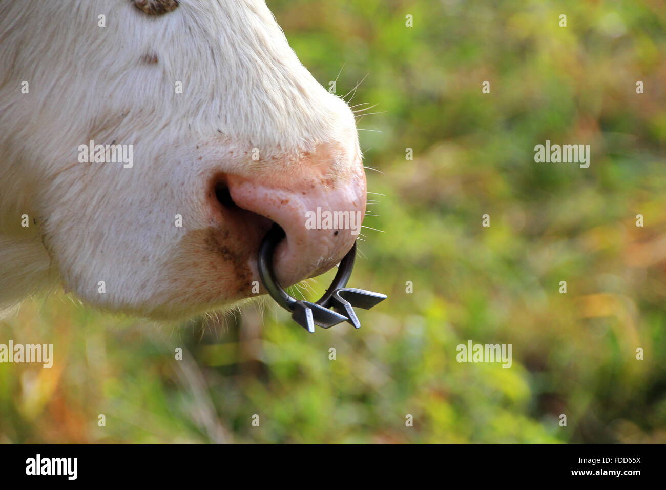 closeup to a nose ring of a cow Stock Photo - Alamy