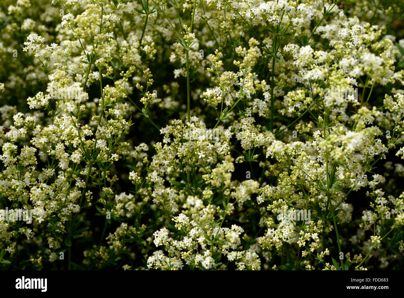 galium schultesii Schultes' bedstraw perennial flower flowers flowering white blooms RM Floral Stock Photo