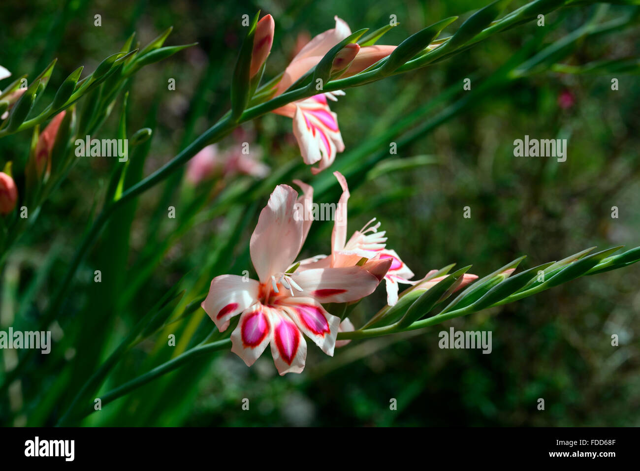 gladiolus nanus nathalie white pink gladioli flower flowers flowering dwarf hardy gladiolis RM Floral Stock Photo