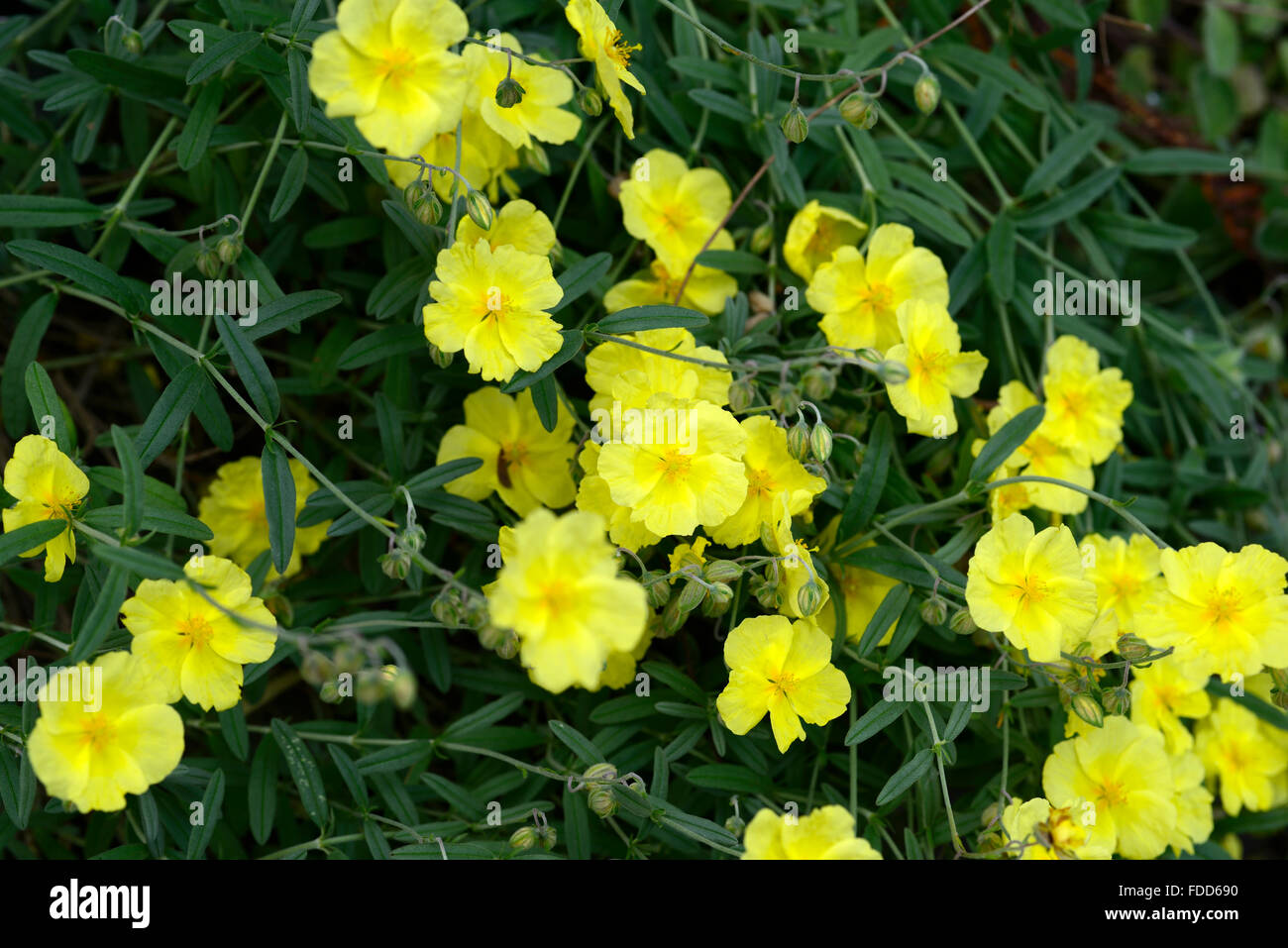 helianthemum nummularium wisley primrose yellow flower flowers flowering evergreen bushy shrub raceme RM Floral Stock Photo