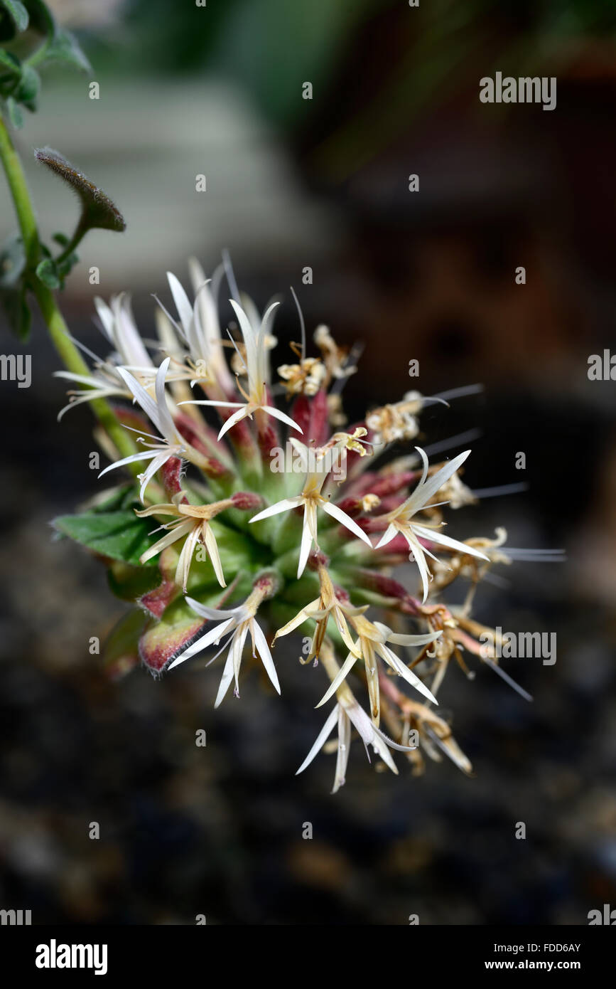 monardella nana subsp tenuiflora Short flowered monardella flower flowers flowering perennial RM Floral Stock Photo
