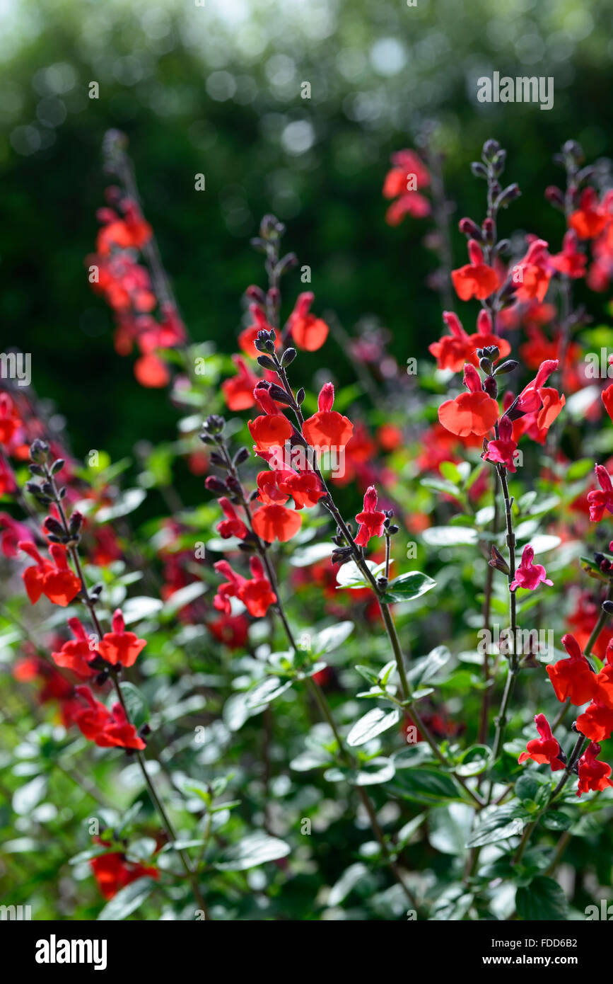 salvia blepharophylla diablo red flowers flower salvias sage sages flowering perennial garden gardening scented RM Floral Stock Photo