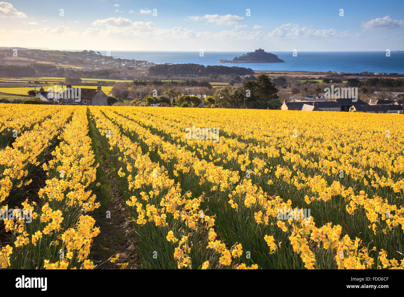Daffodils cornwall hires stock photography and images Alamy
