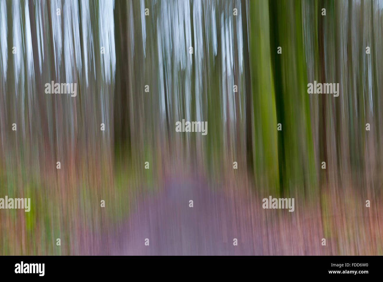 A conceptual photo using slow shutter speed of trees in a forest ...