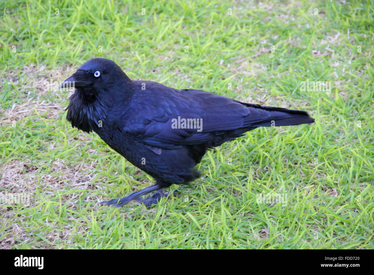 black crow on the ground Stock Photo Alamy
