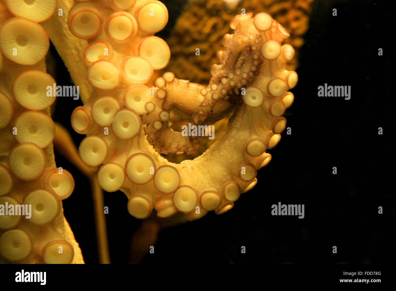 tentacle of a squid Stock Photo
