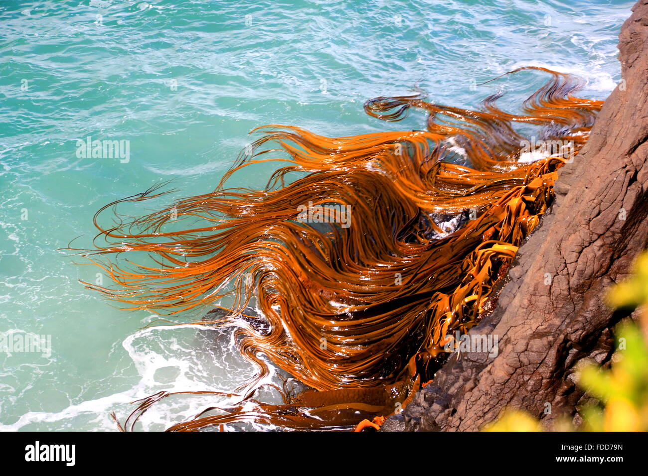 Sea grass in the ocean Stock Photo