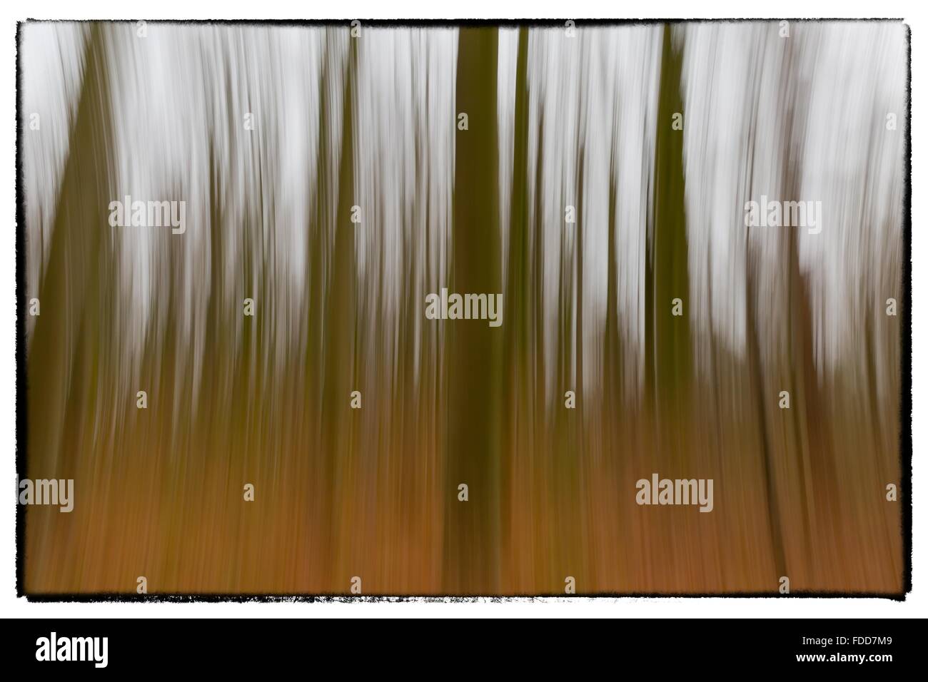 A conceptual photo using slow shutter speed of trees in a forest ...