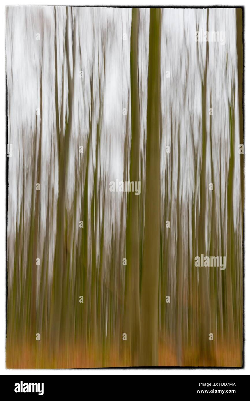 A conceptual photo using slow shutter speed of trees in a forest ...