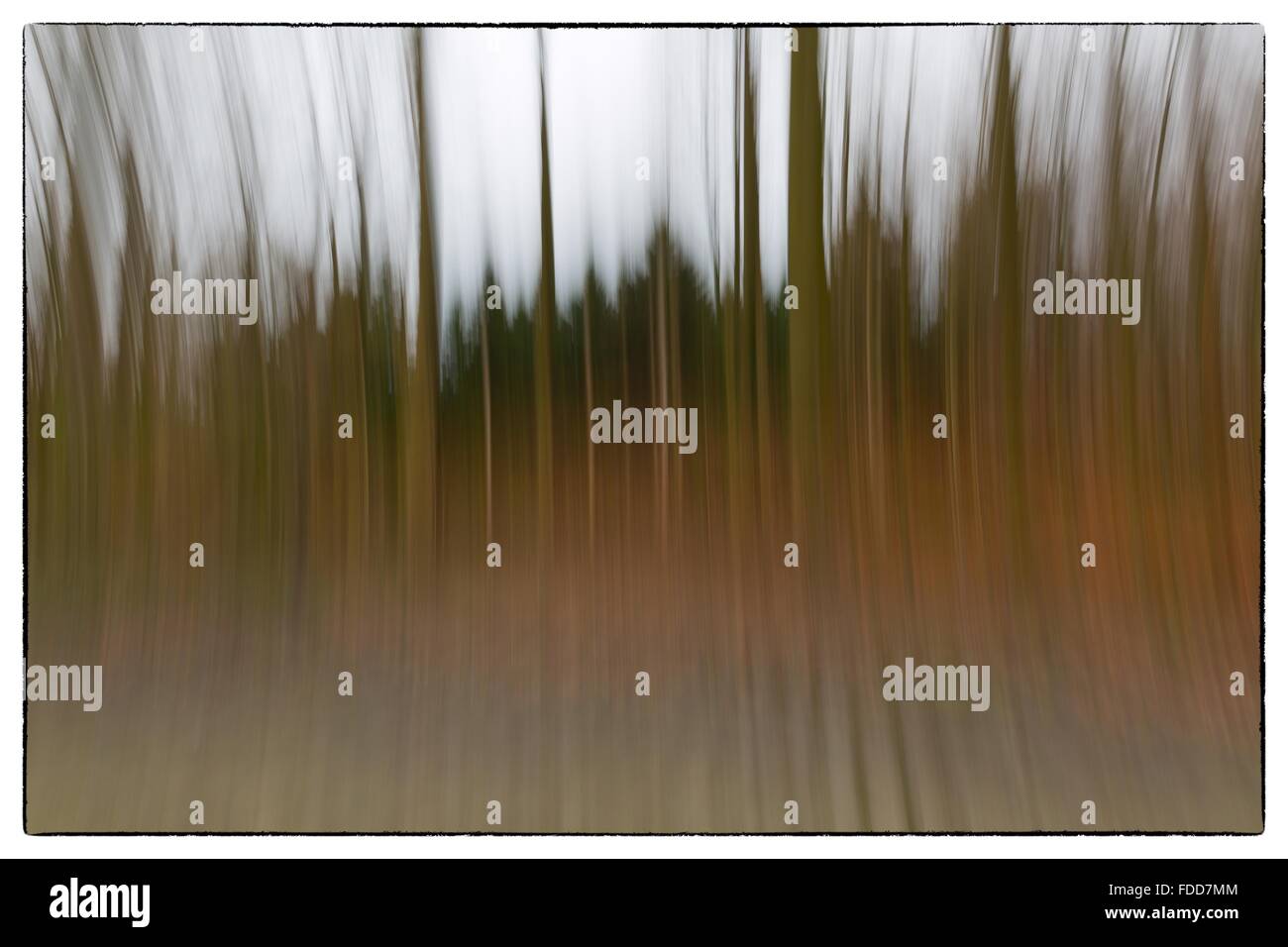 A conceptual photo using slow shutter speed of trees in a forest ...