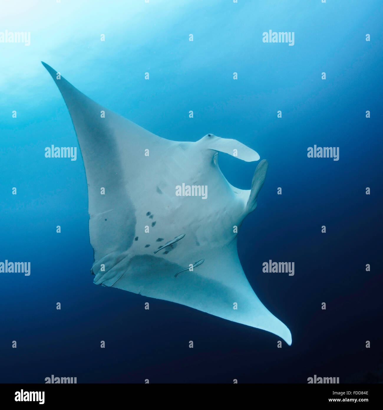 Manta ray Stock Photo Alamy