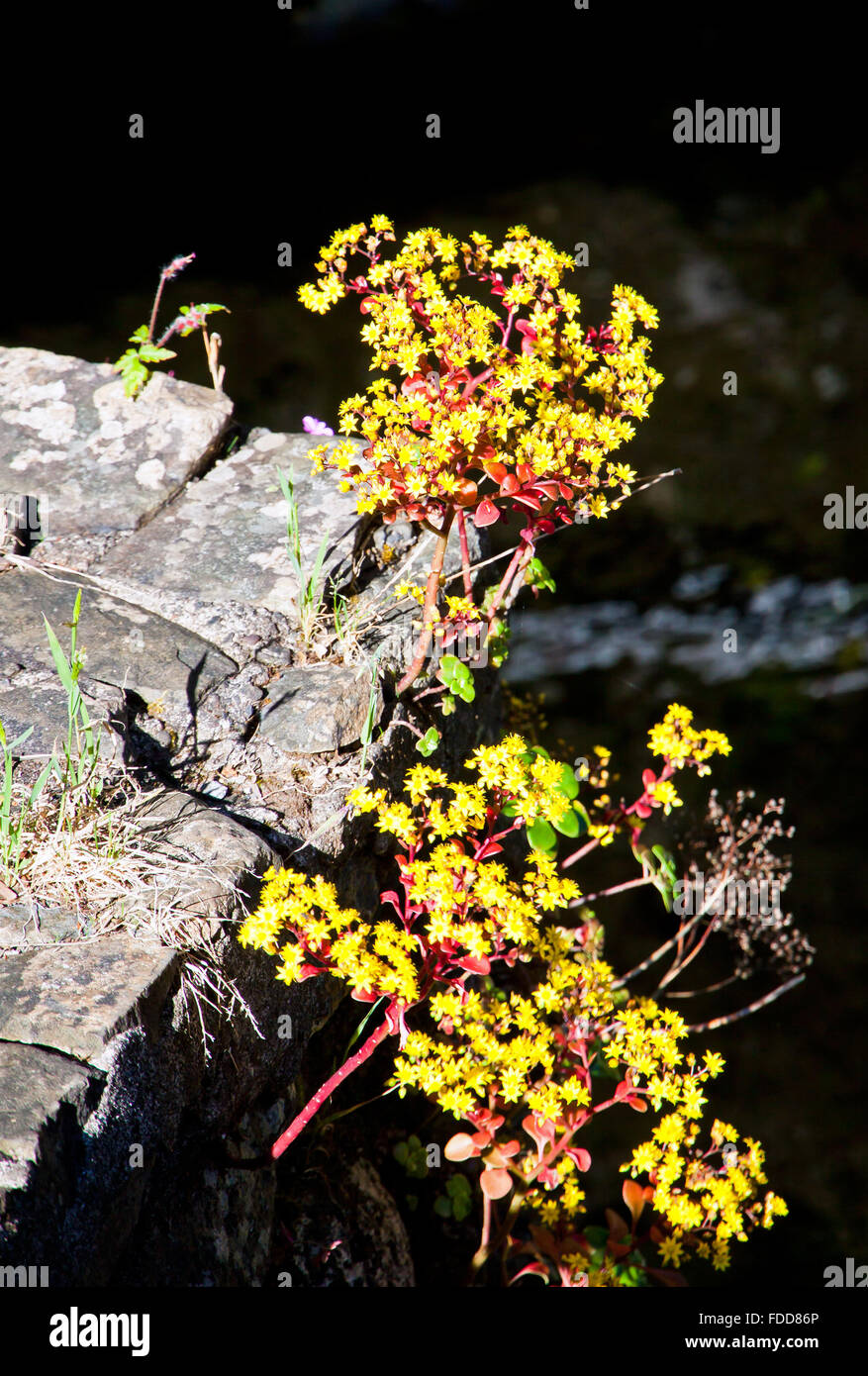Small yellow flowers growing through a stones Stock Photo