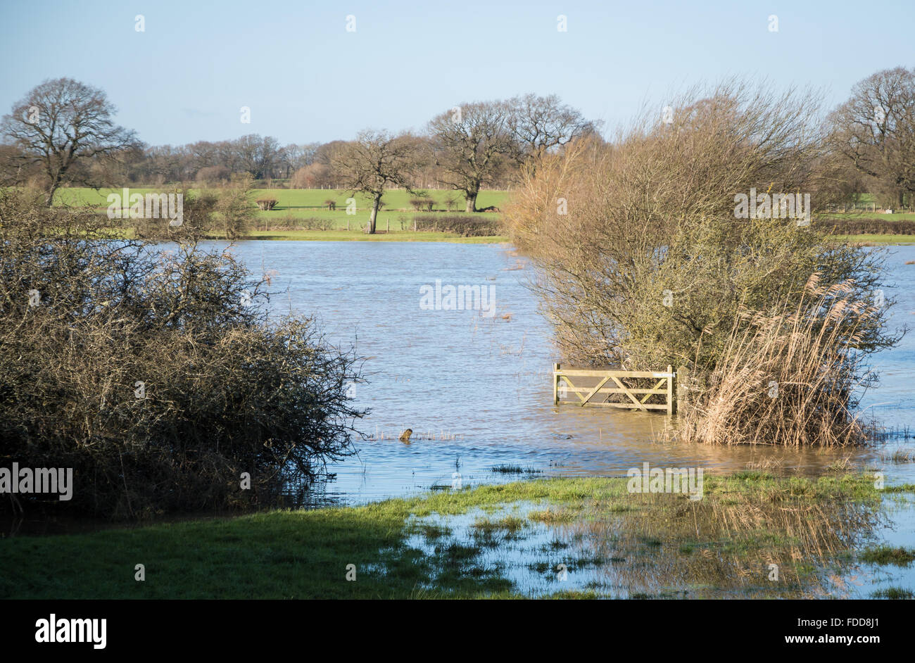 Trees and bushes of the Sussex countryside with flooding from rainfall on the flood plains of the River Adur on a sunny day. Stock Photo