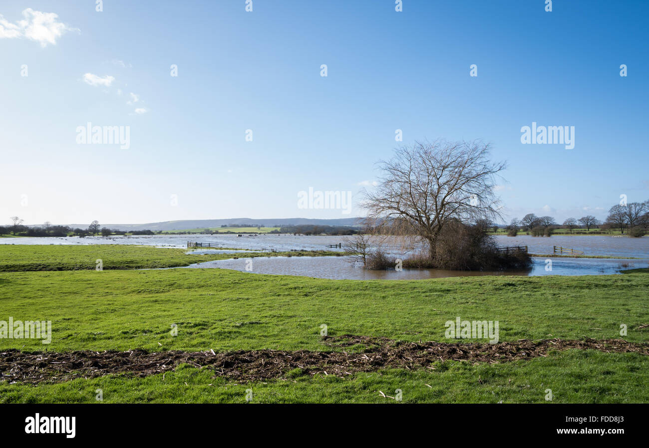 Trees and bushes of the Sussex countryside with flooding from rainfall on the flood plains of the River Adur on a sunny day. Stock Photo