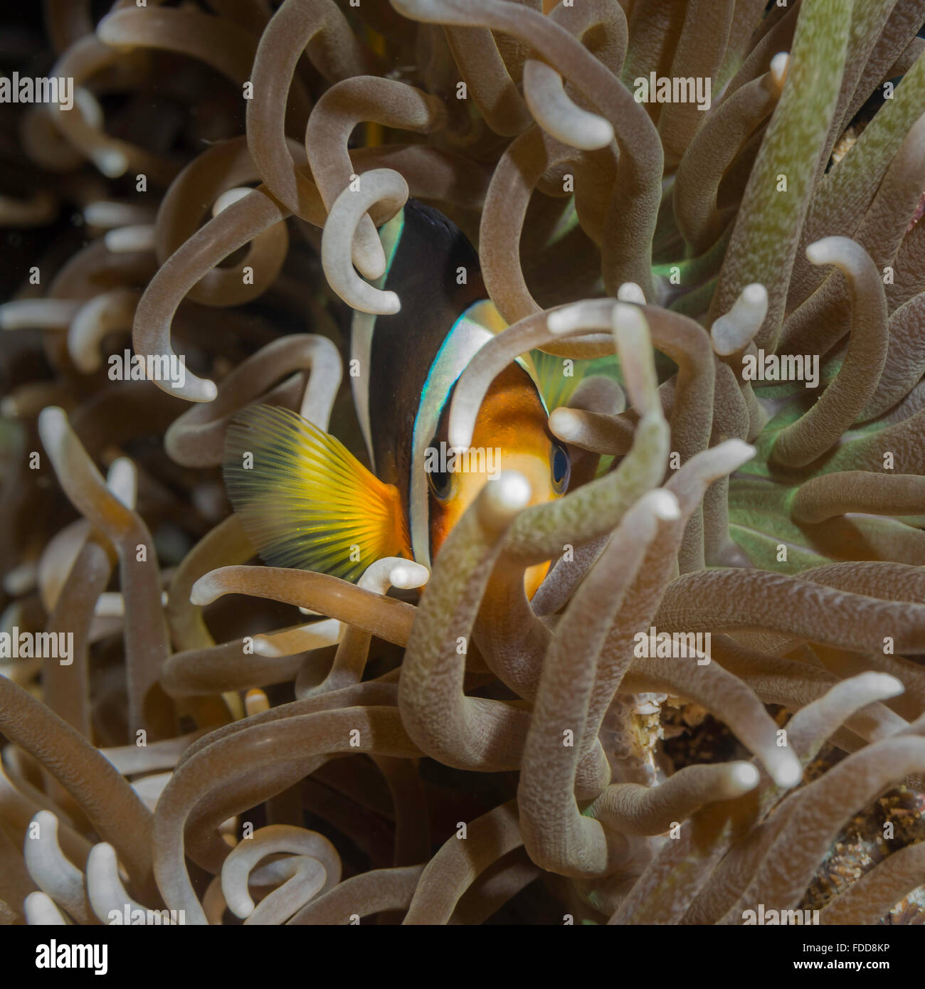 Clown fish hiding in anenomes Stock Photo Alamy