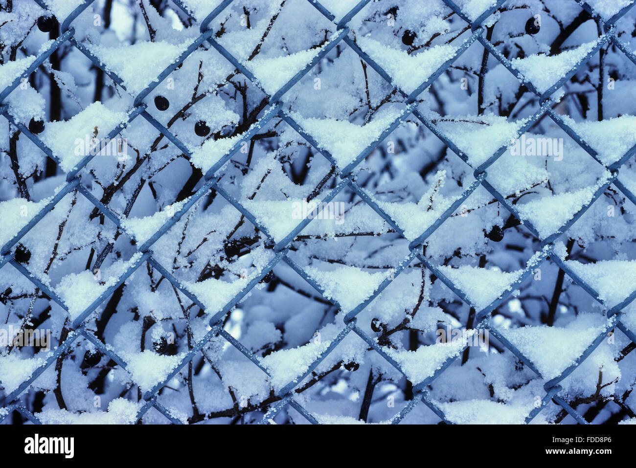 chain link fence in winter in Alberta, Canada Stock Photo - Alamy