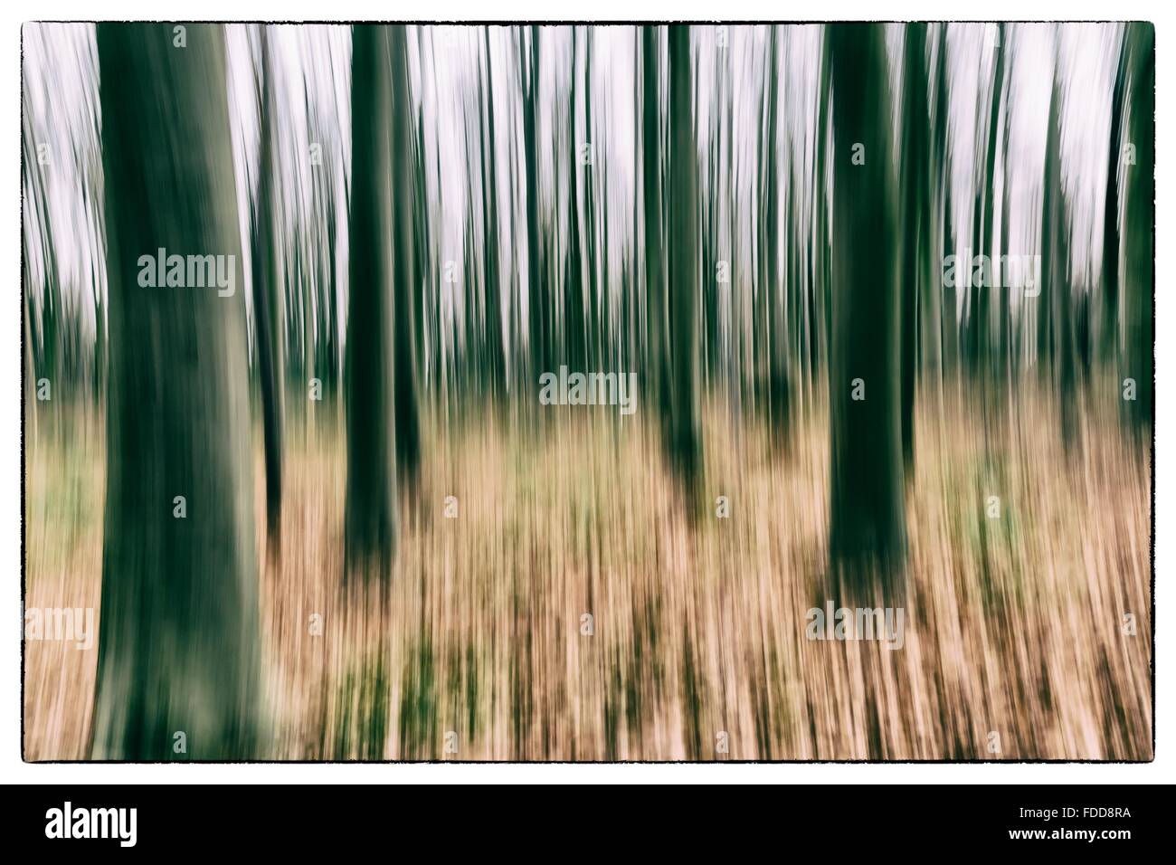 A conceptual photo using slow shutter speed of trees in a forest ...