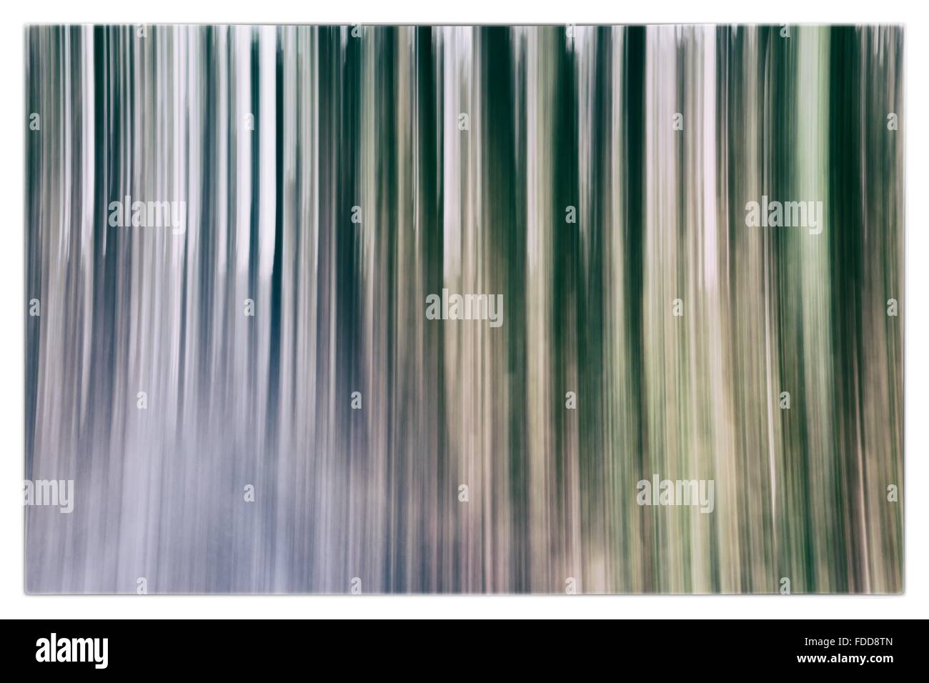 A conceptual photo using slow shutter speed of trees in a forest ...