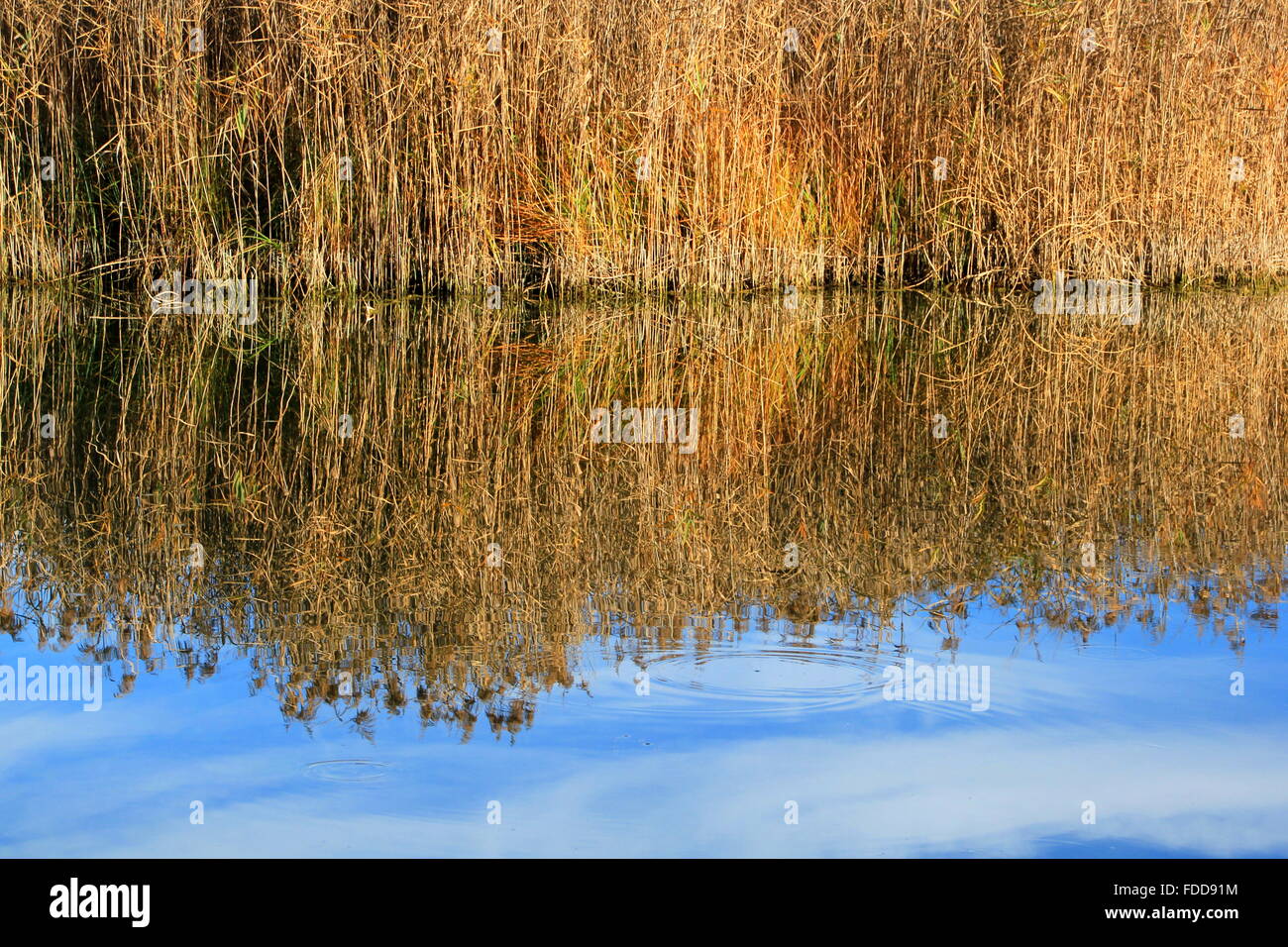reed reflecting in the lake Stock Photo - Alamy