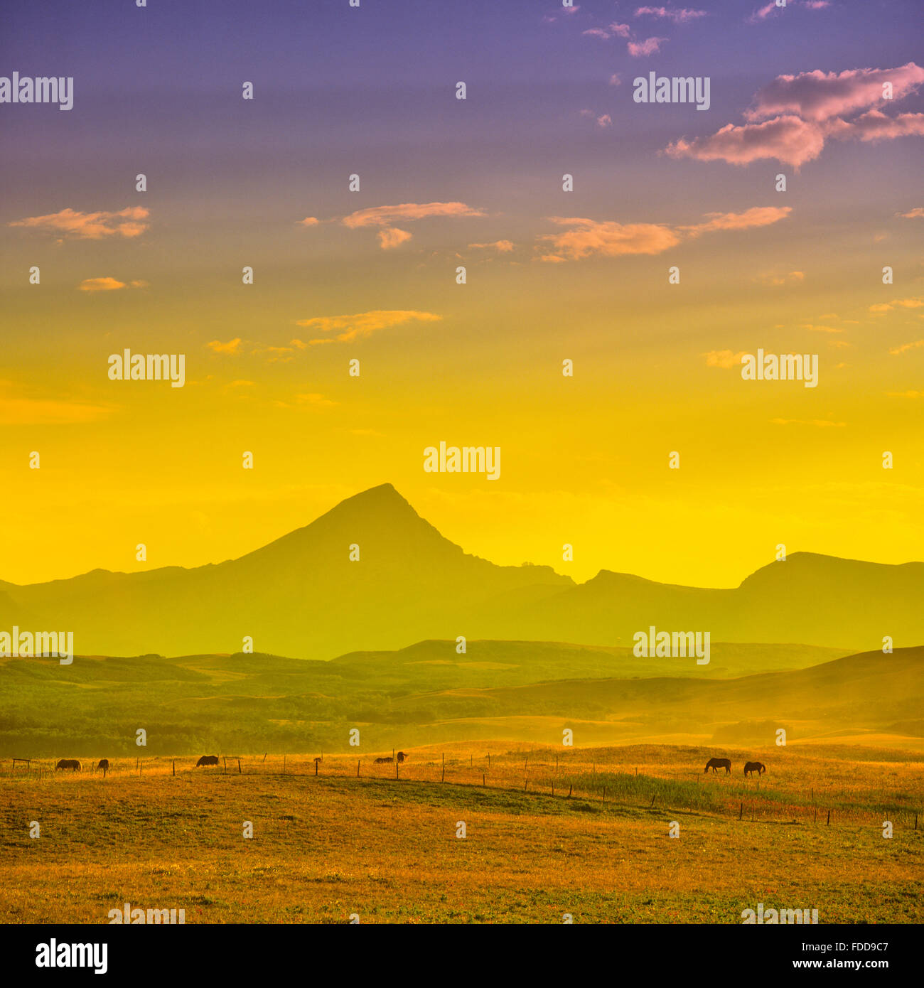 Pasture land with grazing horses, in southern Alberta Stock Photo Alamy