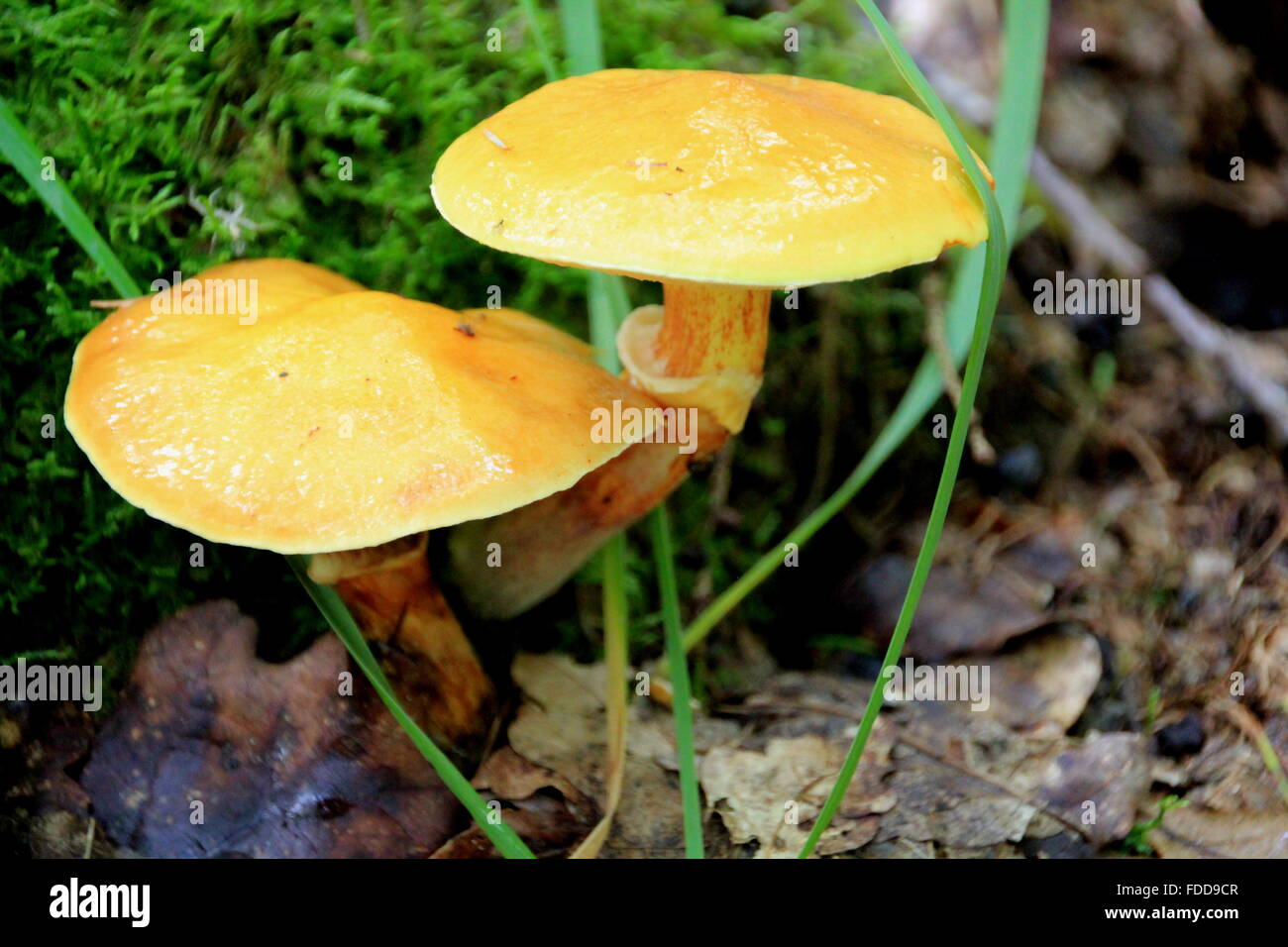 eatable mushrooms in the forest Stock Photo