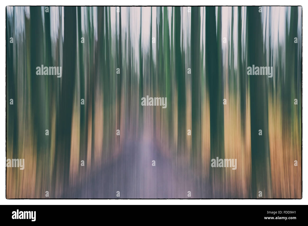 A conceptual photo using slow shutter speed of trees in a forest ...