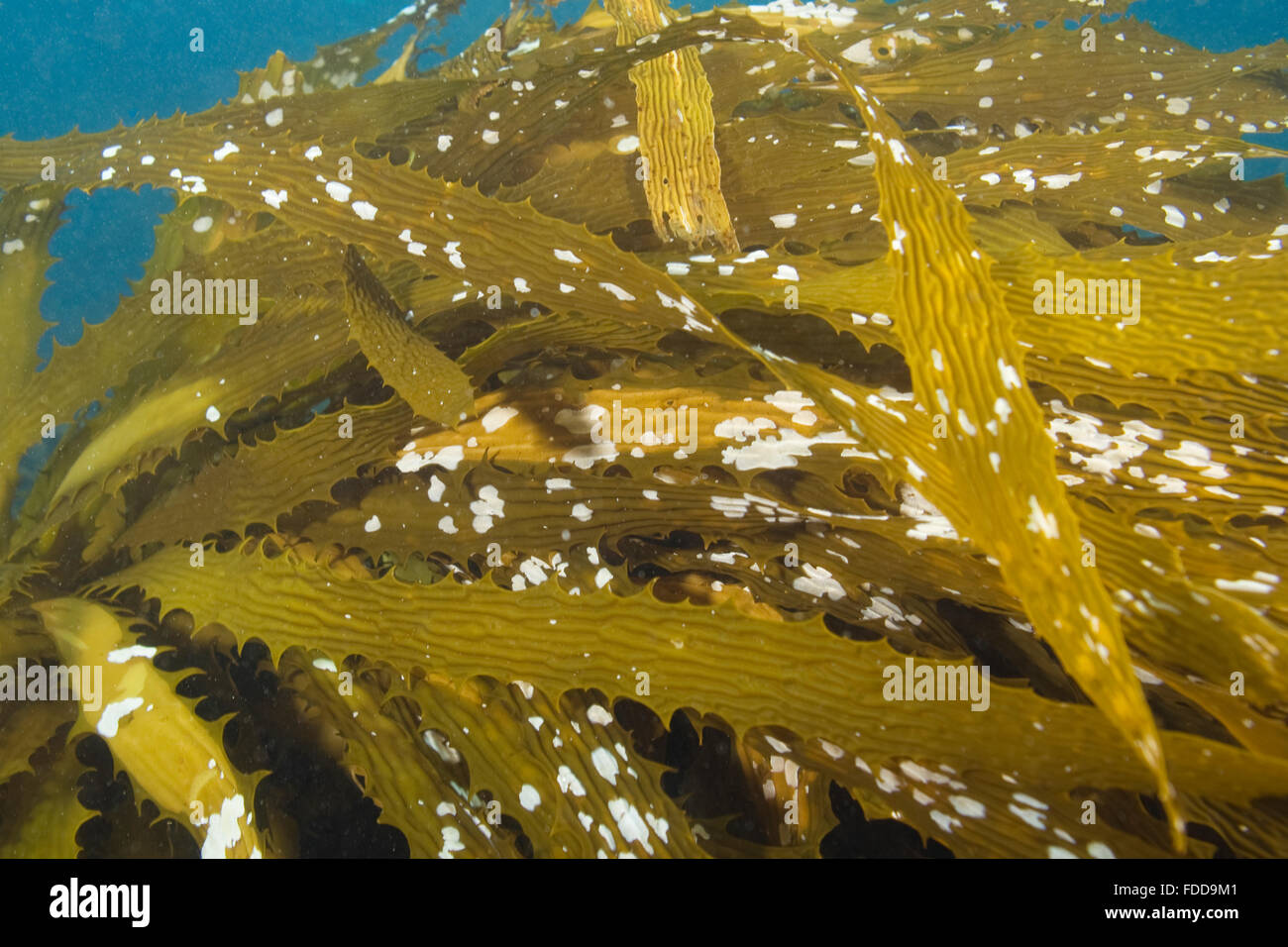 Kelp seaweed at California underwater reef Stock Photo Alamy