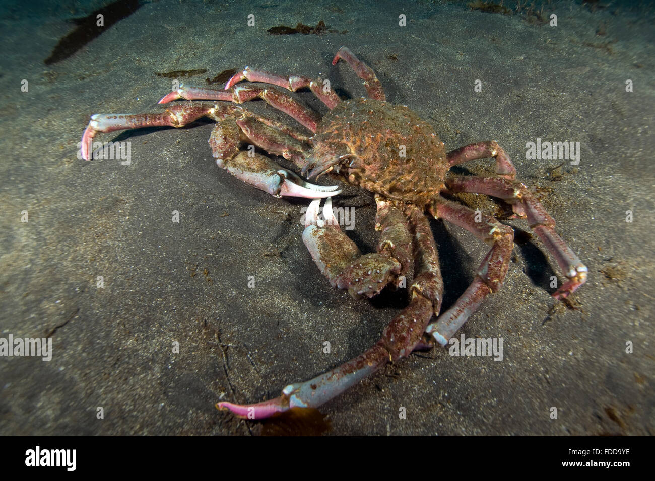 Crab at California underwater reef Stock Photo