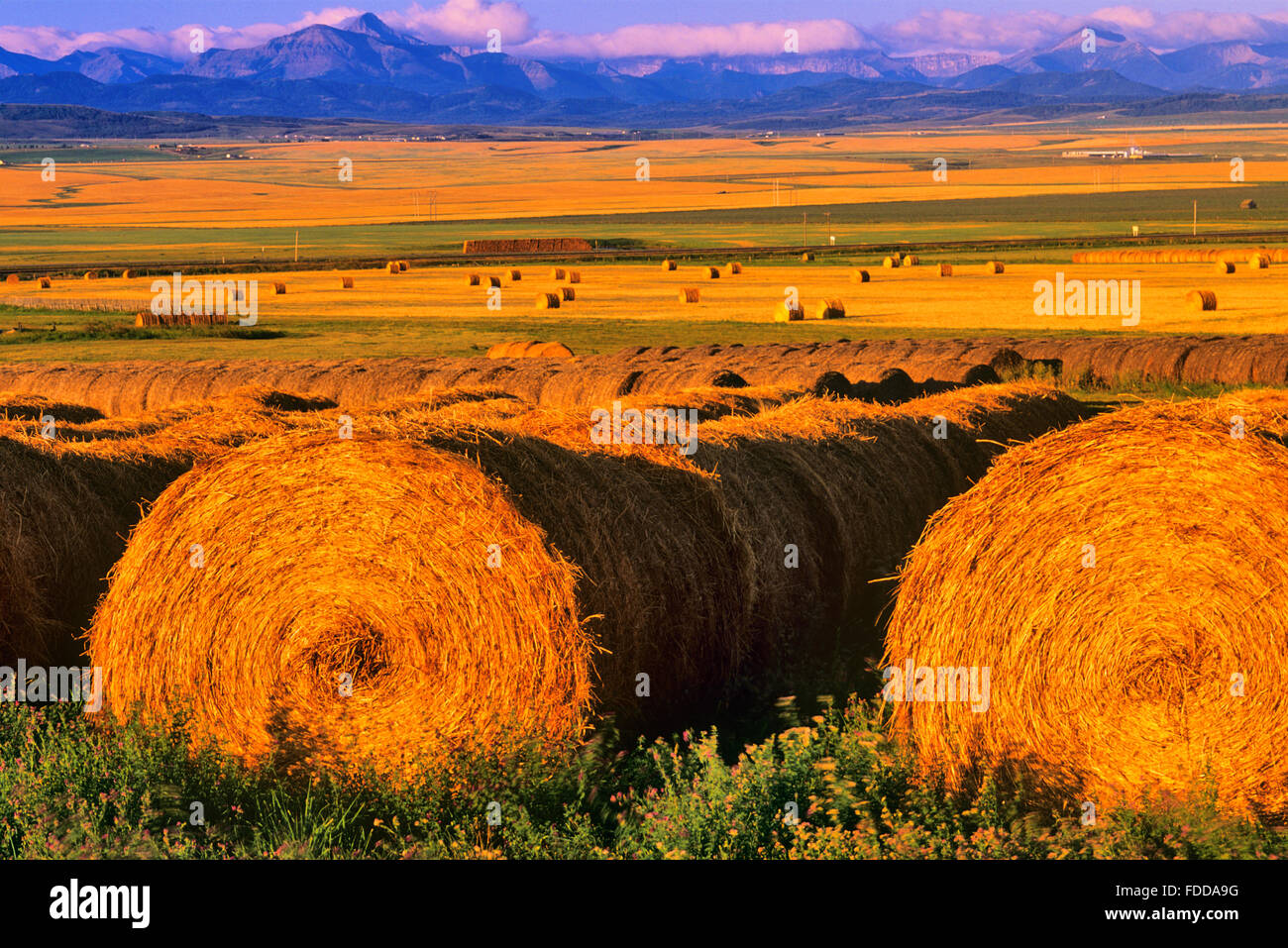 Farm land in Southern Alberta, Canada Stock Photo Alamy Farm land in Southern Alberta, Canada Stock Photo Alamy