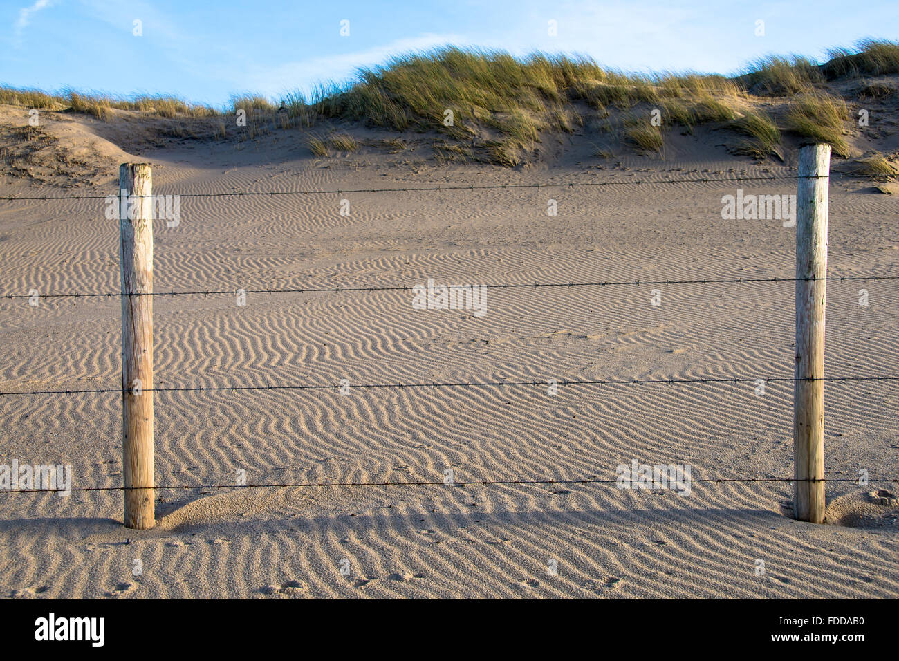 poles with barbed wire to protect dunes at holland Stock Photo