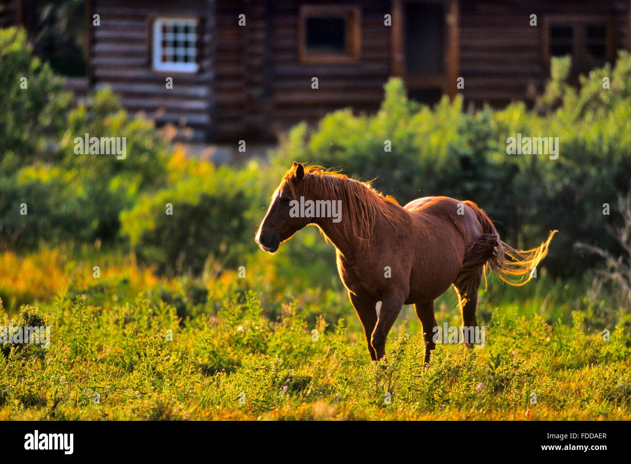 Southern alberta ranch hi-res stock photography and images - Alamy