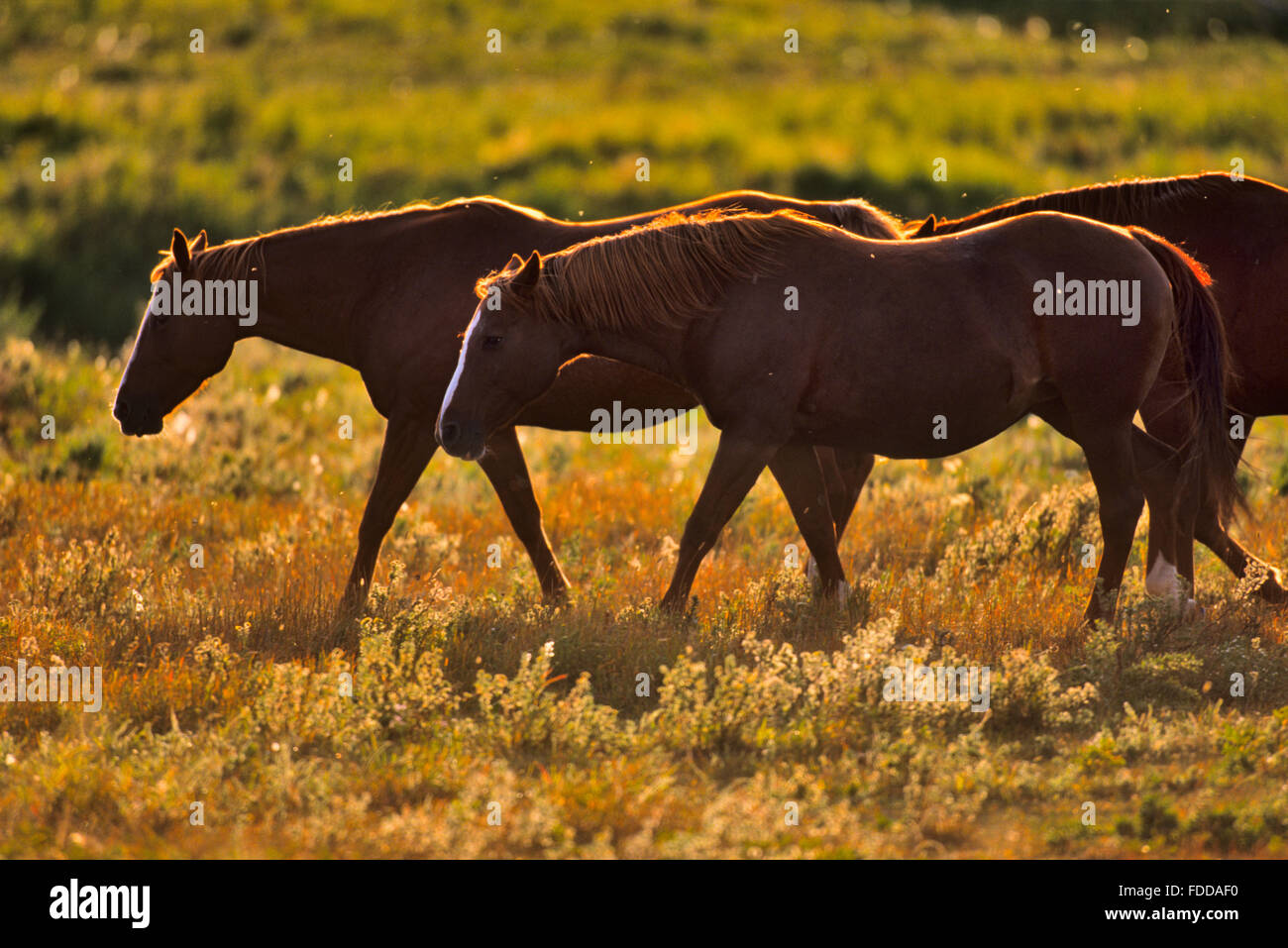Horse ranch in southern Alberta Stock Photo Alamy
