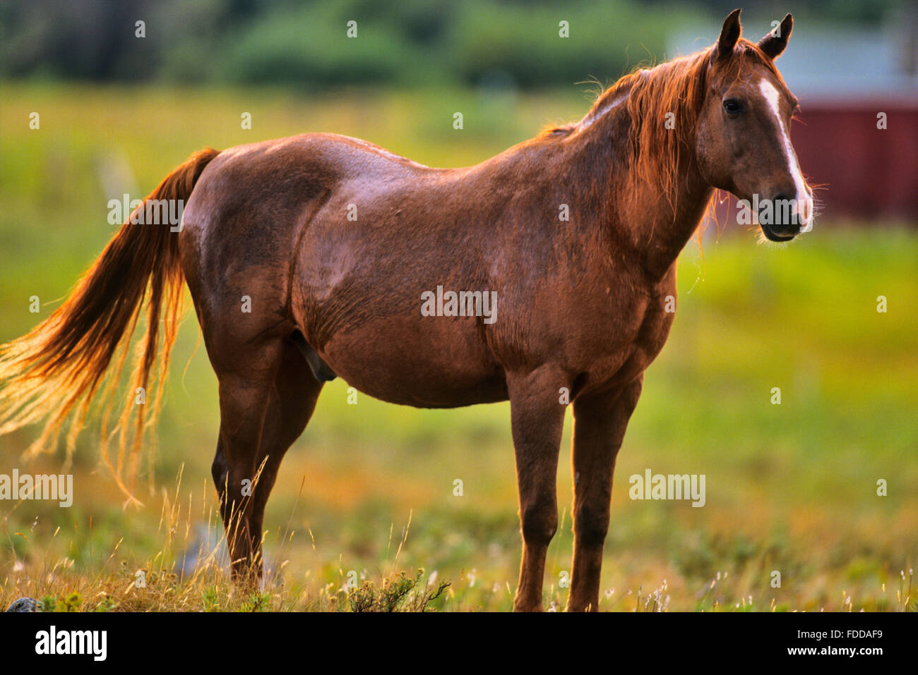 Horse ranch in southern Alberta Stock Photo Alamy