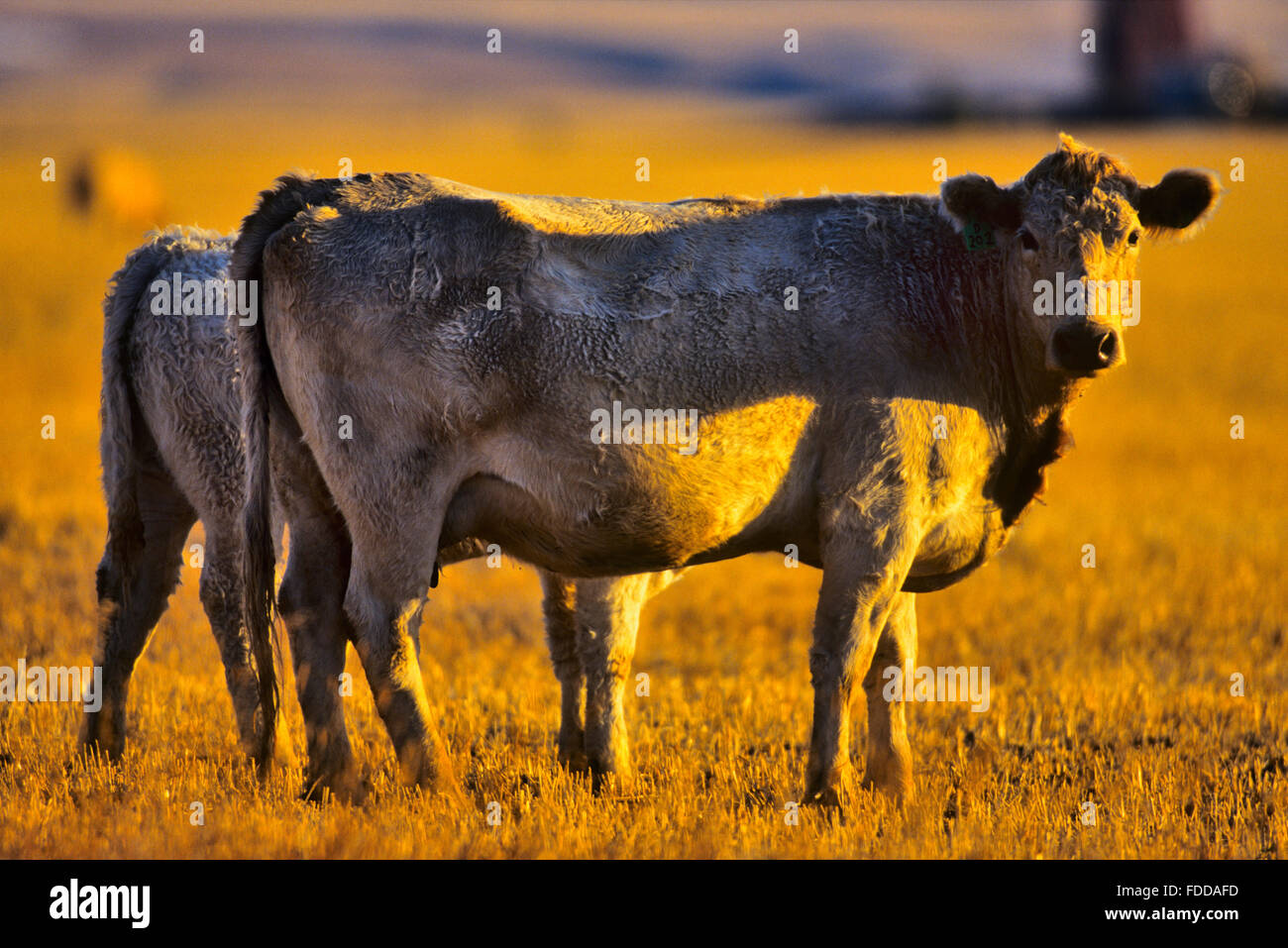 cattle ranch in southern Alberta Stock Photo - Alamy
