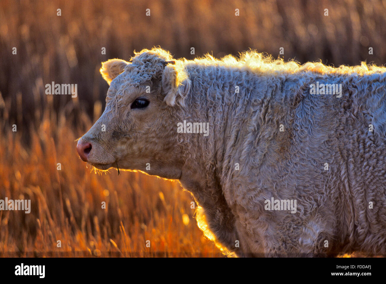 Cattle ranch southern alberta hi-res stock photography and images - Alamy