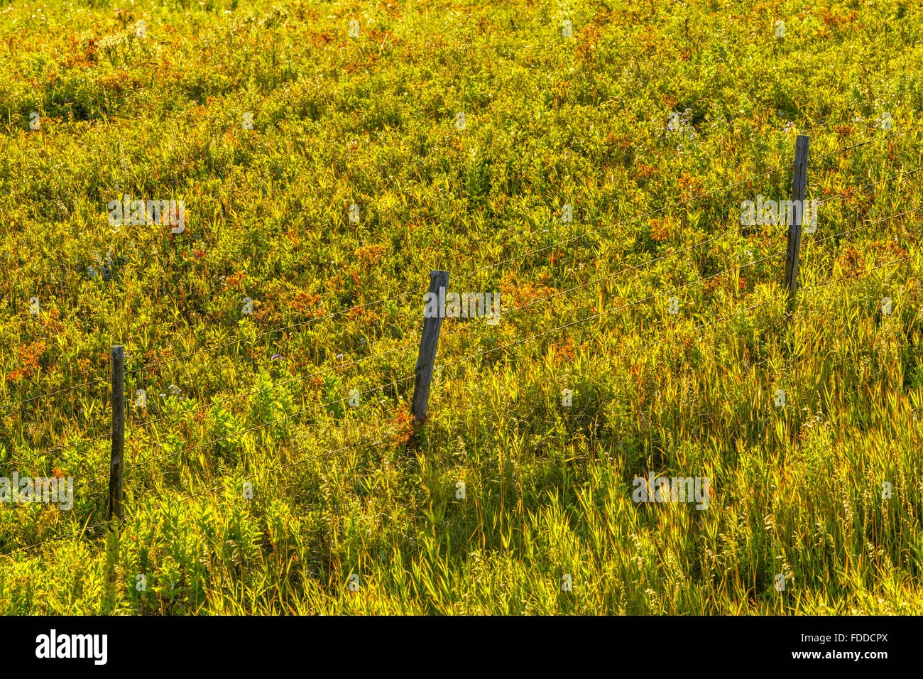 fence posts and pasture in Alberta Foothills country Stock Photo Alamy