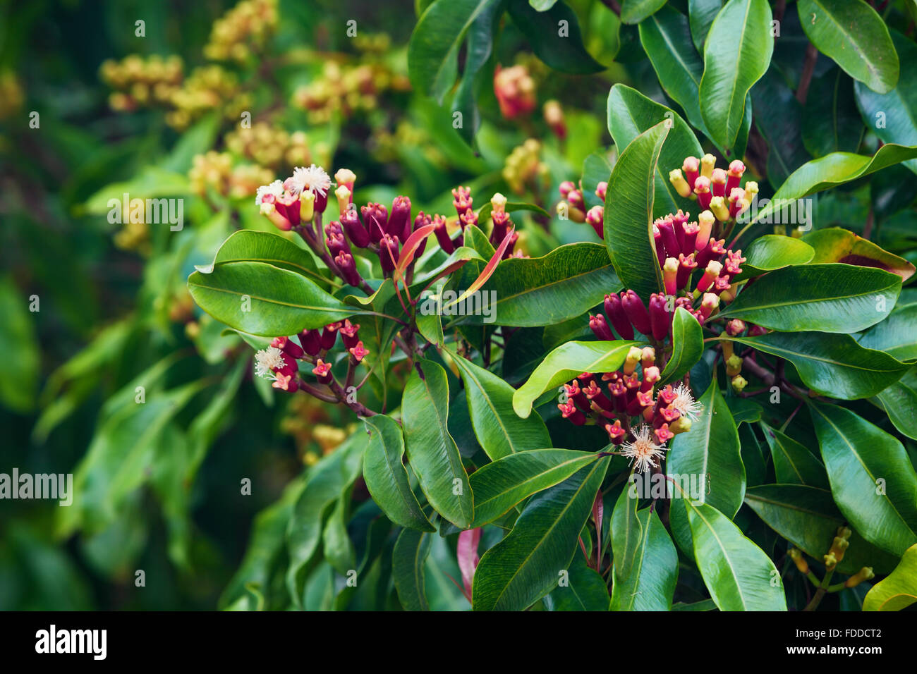 Clove tree with blooming flowers and fresh green and red raw sticks growing in Bali mountains