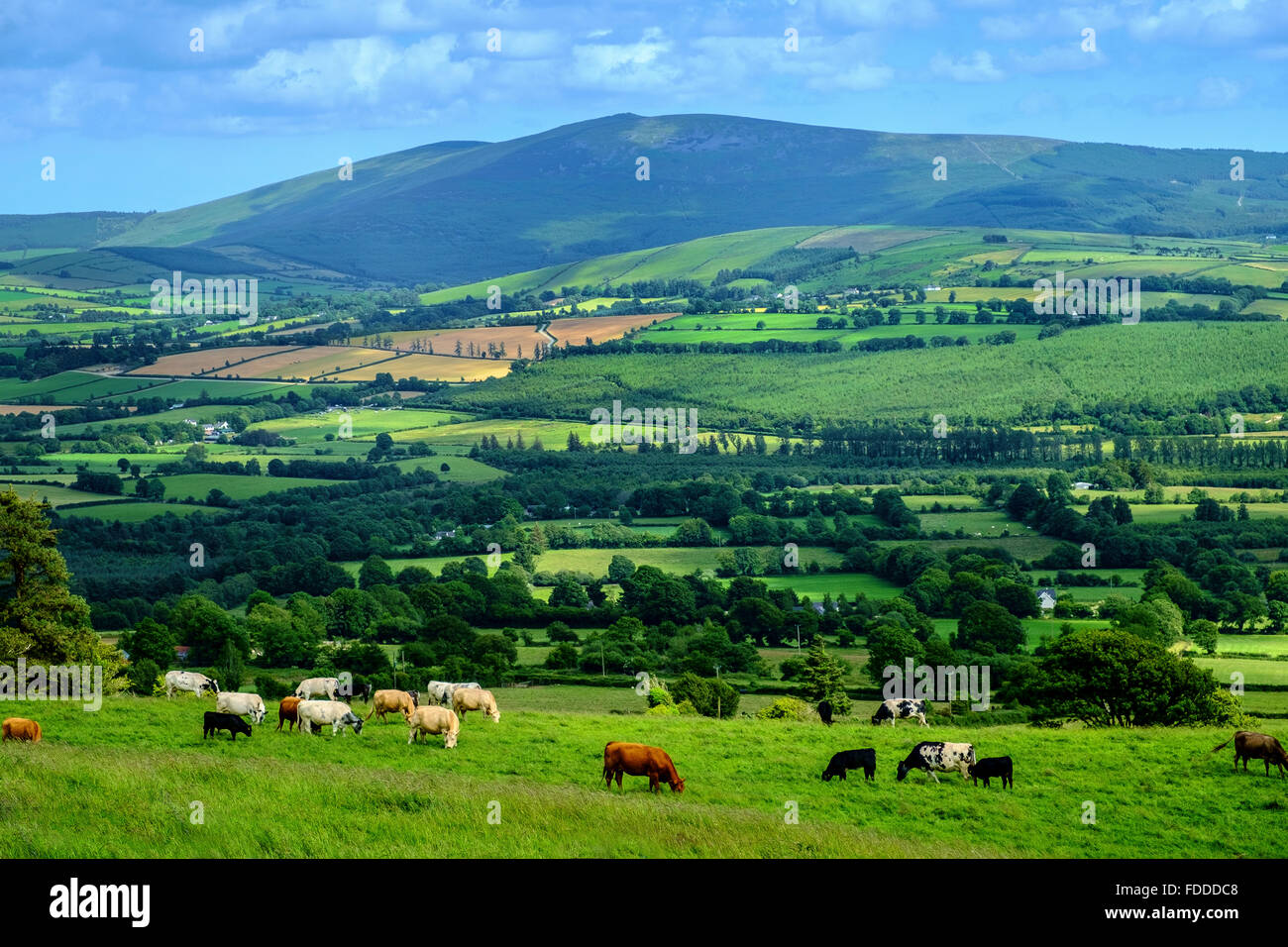 ireland irish green landscape farm cattle sheep uk Stock Photo