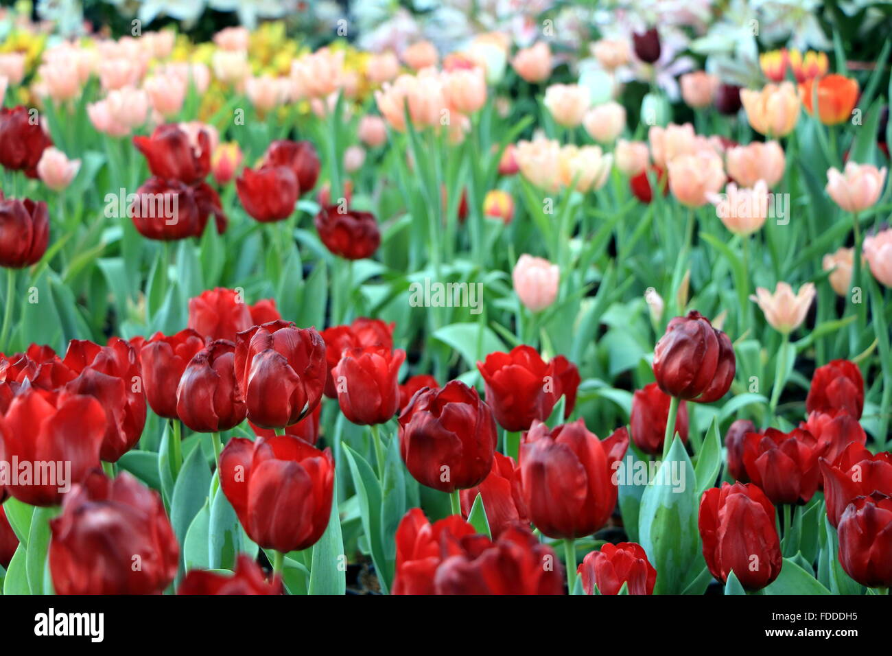 Red tulips garden Stock Photo