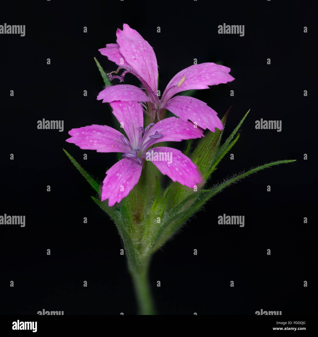 Macro closeup of a Purple Wildflower in a field Stock Photo - Alamy