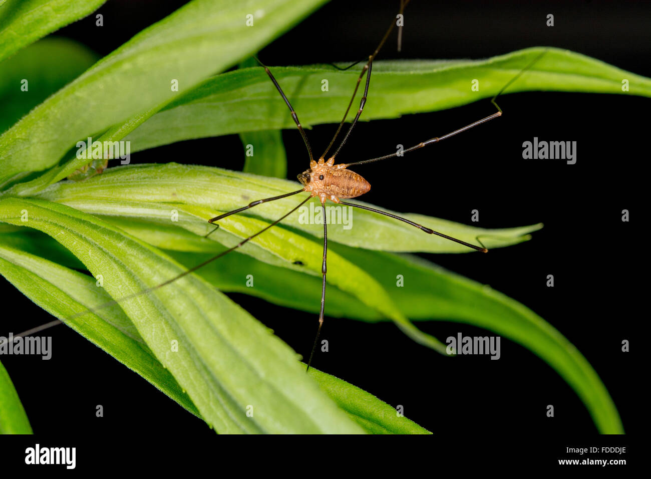 Harvestmen spider hi-res stock photography and images - Alamy