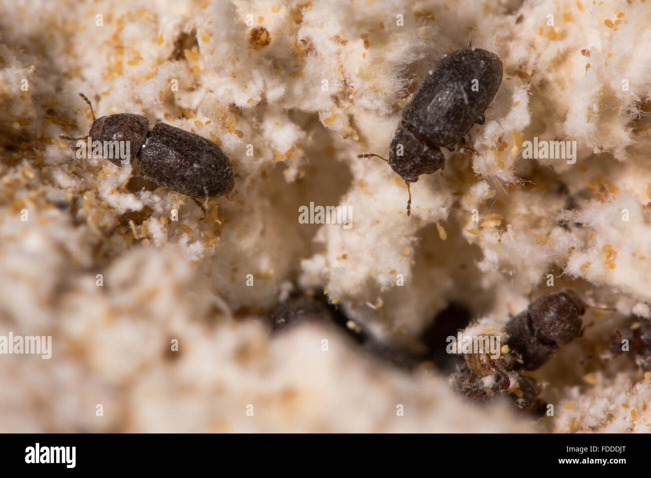 Cis boleti beetles within bracket fungus. Minute tree-fungus beetles burrowing with a Polyporales bracket fungus Stock Photo