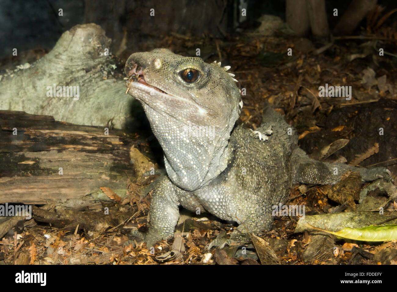 Tuatara is a reptile endemic to New Zealand. Resembling common lizards