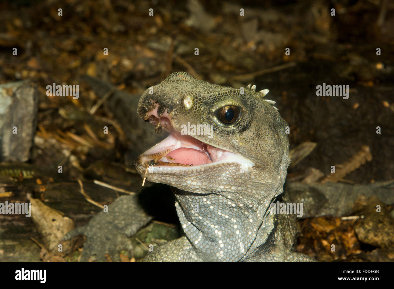 Tuatara is a reptile endemic to New Zealand. Resembling common lizards the Tuatara represents its own animal order. Stock Photo