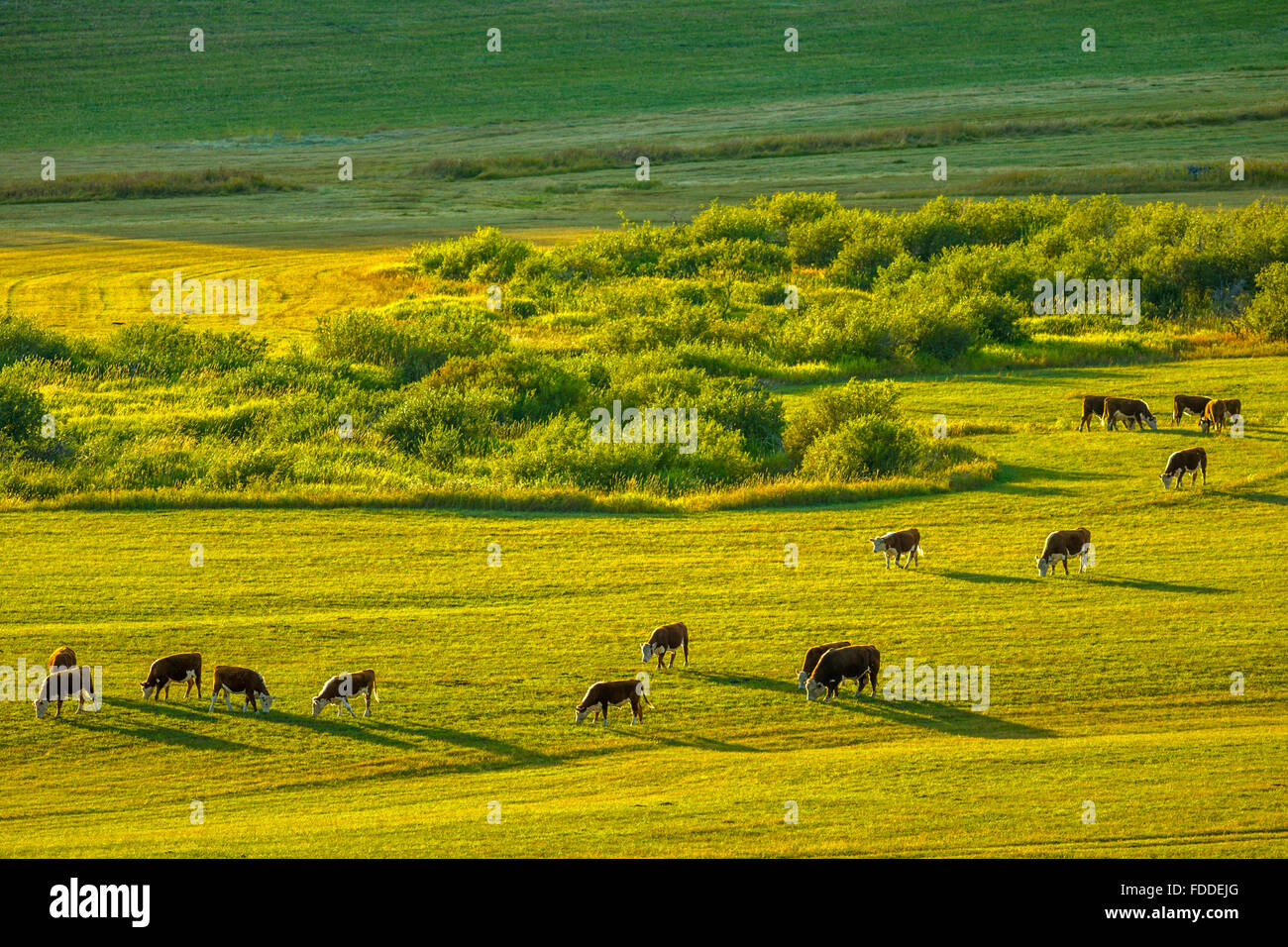 Cows grazing in rocky pasture hi-res stock photography and images - Alamy