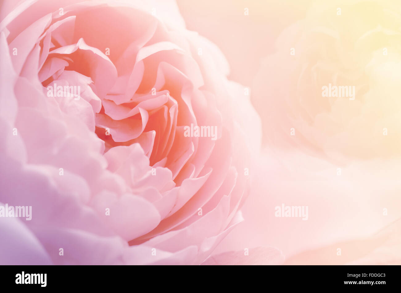 Roses in Soft Pastel Tone. Stock Photo