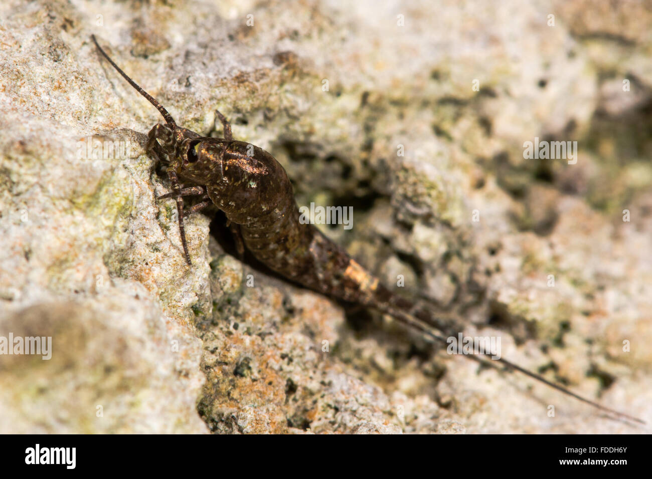 Dilta hibernica bristletail, a primitive insect. A wingless insect in the family Machilidae, order Archaeognatha Stock Photo